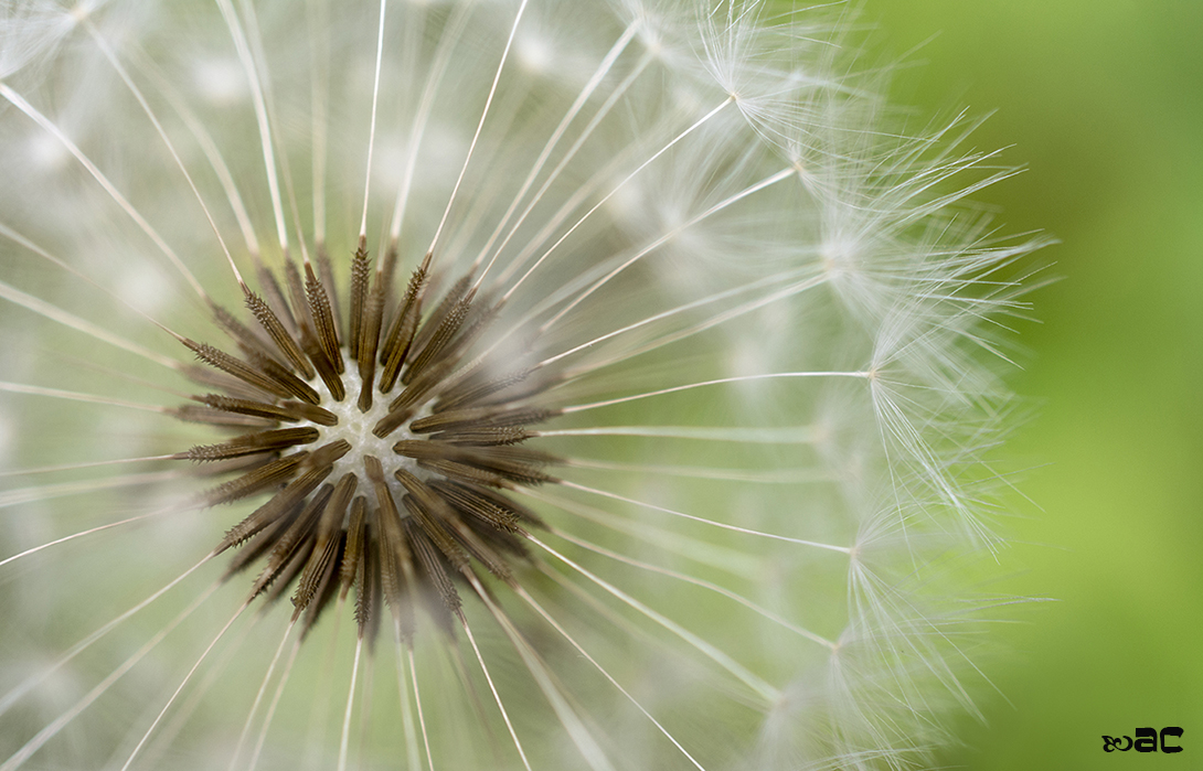 Macro day in Princeton