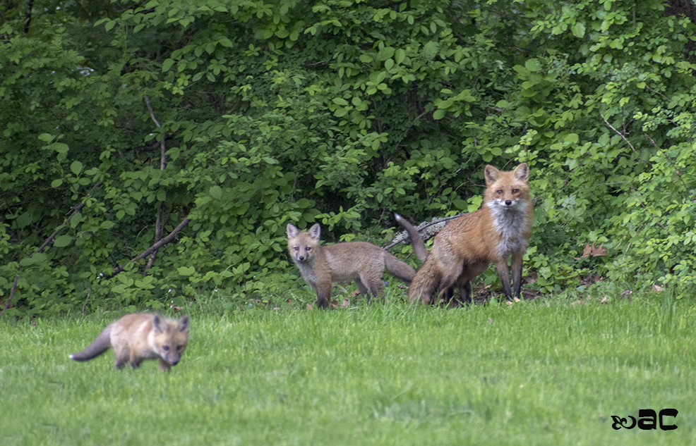 Princeton natives