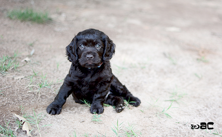 Baby Cotton
