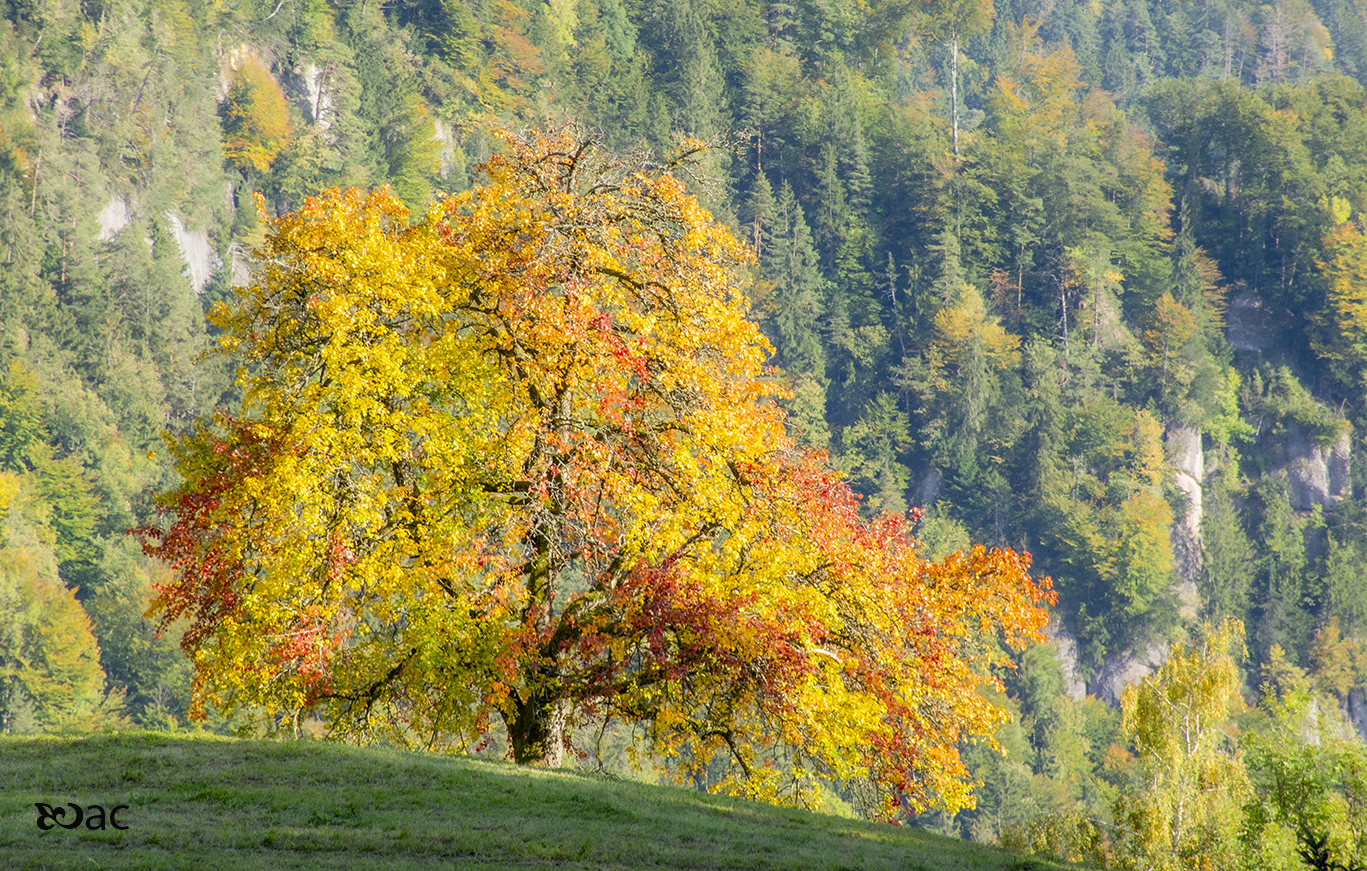 Warm Rigi. Switzerland.