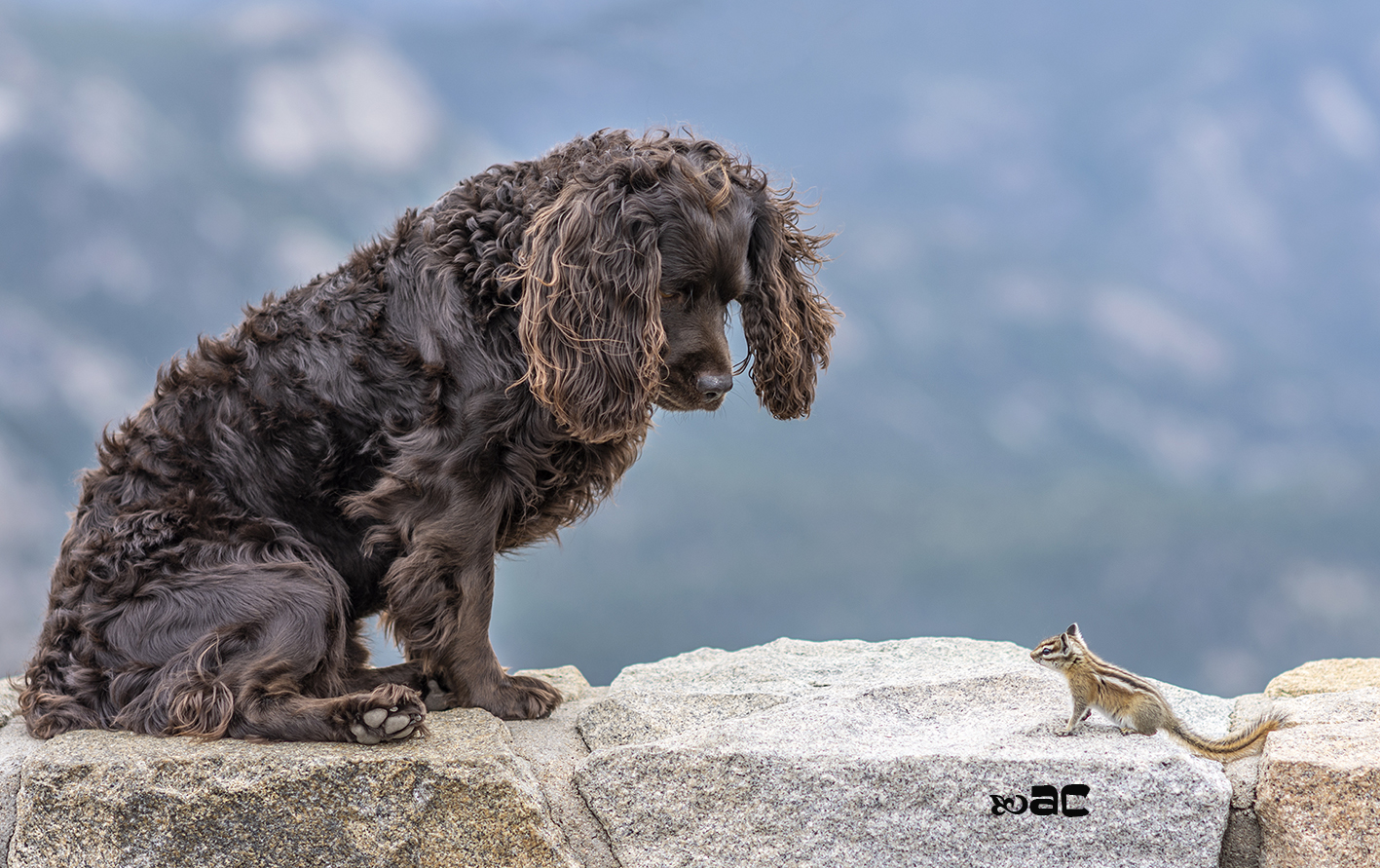 Cotton is worried the chipmunk is unaware of the social distancing rules
