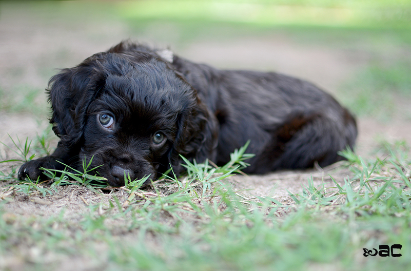 Cover Puppy