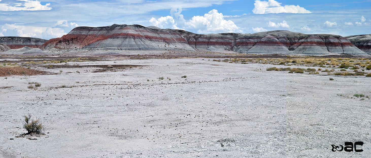 Petrified forest, Mars